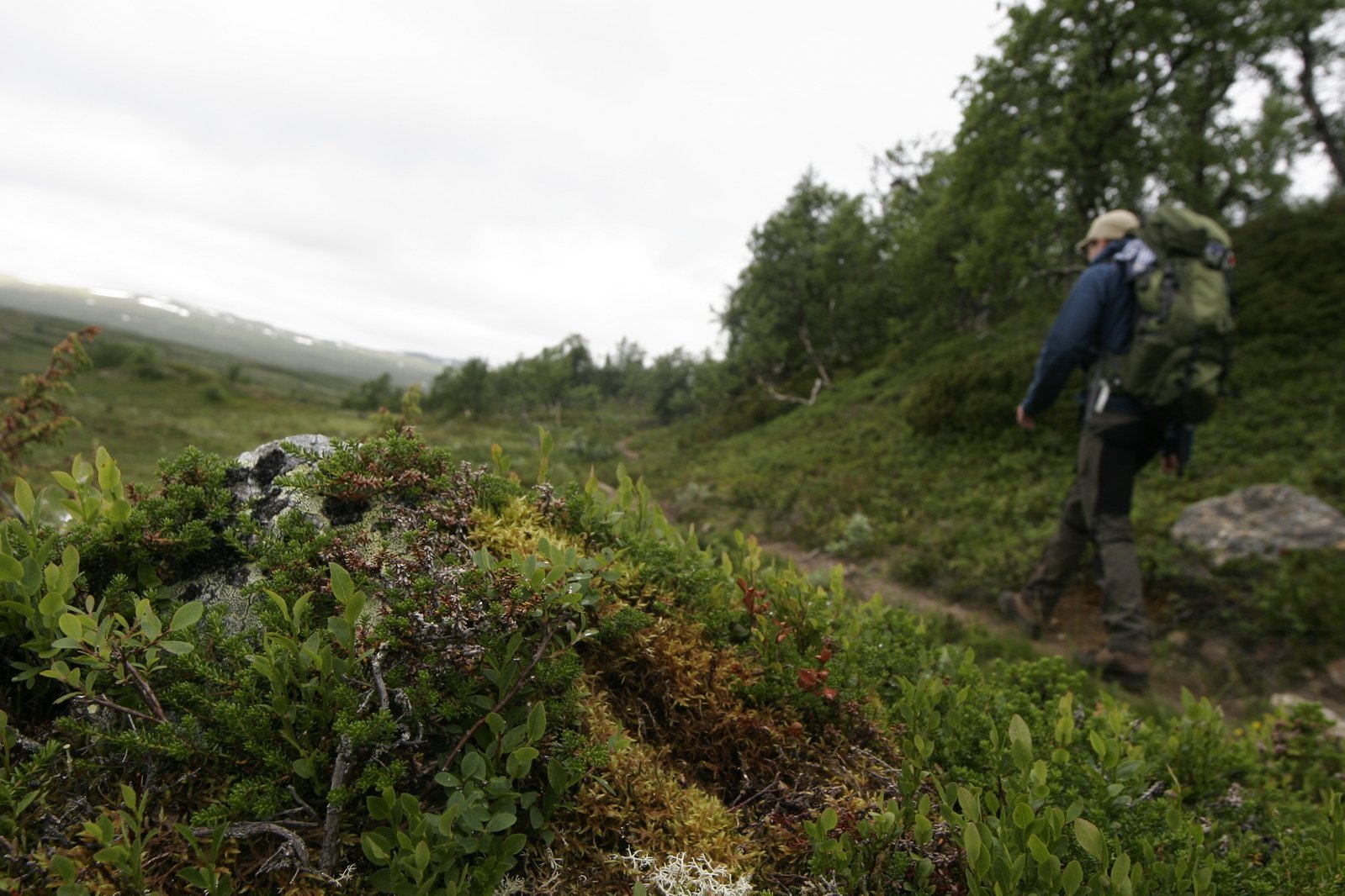 Swedish Fells 1332617.jpg